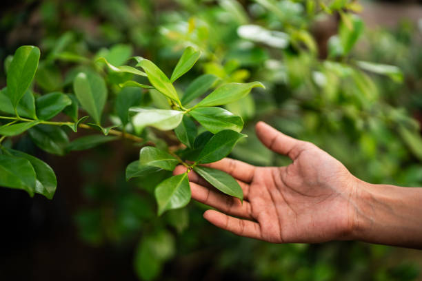 Best Tree Preservation Services  in Sumas, WA