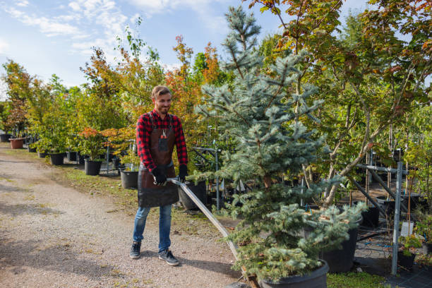 Best Tree Health Inspection  in Sumas, WA